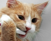 Cat and toothbrush