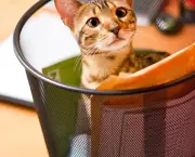 Young Bengal Cat plying in Recycle Bin :)