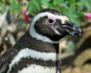 Pinguim-de-Magalhães (6)