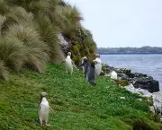 800px-Yellow-eyed_Penguins_Auckland_Islands