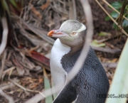 Animais-na-Nova-Zelândia-pinguim-de-olhos-amarelos