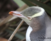 Featured-Animais-na-Nova-Zelândia-pinguim-de-olhos-amarelos