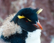 melissa-pinguim