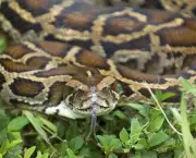 09/15/09 burmese python snake reptile
