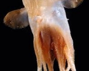 Polvo-Dumbo (Grimpoteuthis) (2)