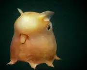 Polvo-Dumbo (Grimpoteuthis) (3)