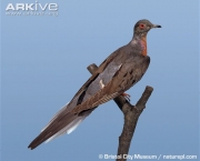 ARKive image GES065281 - Passenger pigeon
