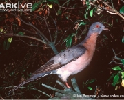 ARKive image GES064807 - Passenger pigeon