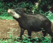 porco-do-mato (4)