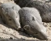 porco-do-mato (7)