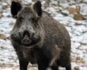 porco-do-mato (8)