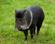 porco-do-mato (9)