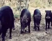 porco-do-mato (17)