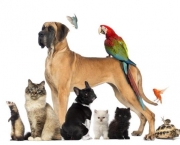 Prós e Contras de Ter um Animal de Estimação (4)