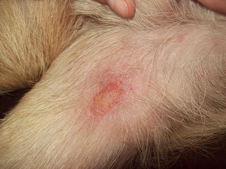 Overview - Ringworm (scalp) - Mayo Clinic