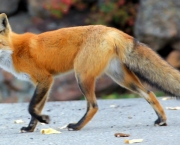 raposa-vermelha (11)