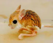 Rato-Canguru (3)
