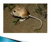 Rato-Canguru (6)