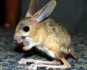 Rato-Canguru (14)