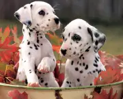 cute-puppies-pic3