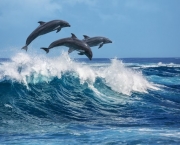 Reprodução e Tempo de Gestação dos Golfinhos (1)