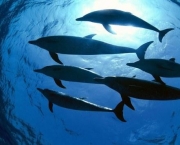 Reprodução e Tempo de Gestação dos Golfinhos (14)