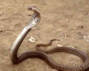 Serpentes Venenosas (3)