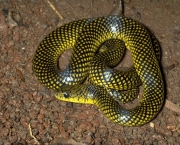 Serpentes Venenosas (14)