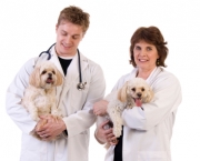 Sinal de Negligência - Cuidados com os Pets (1)