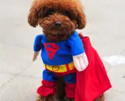 Superman Canino (1)