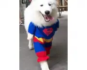 Superman Canino (2)
