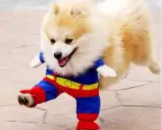 Superman Canino (3)