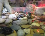 Tartaruga Dorme Dentro ou Fora da Água (9)