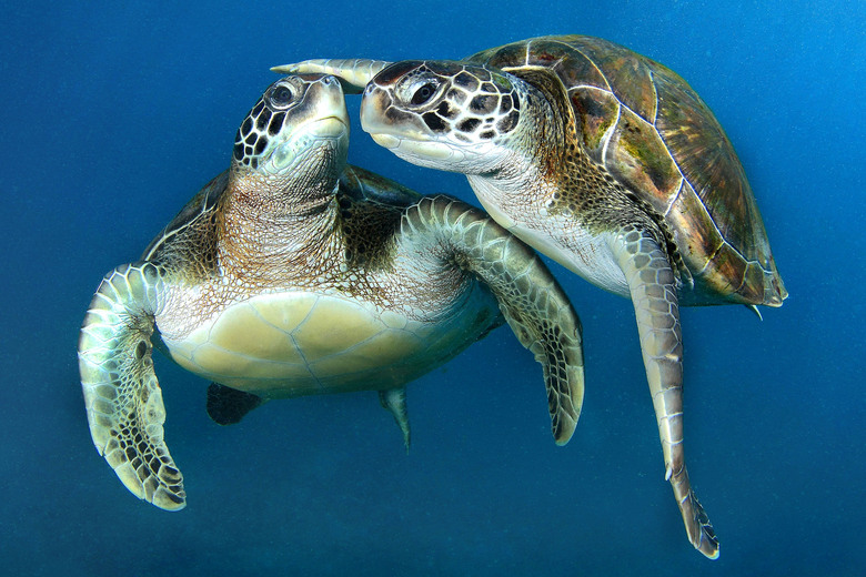 Image result for tartarugas