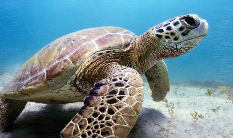 Resultado de imagem para tartaruga marinha