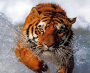 Tigre de Bengala (7)