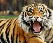 Tigre de Bengala (8)
