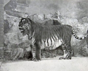 tigre-de-java (4)