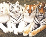 tigre-de-java (5)