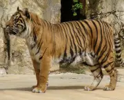 tigre-de-java (8)