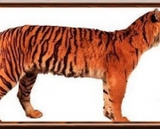 tigre-de-java (13)