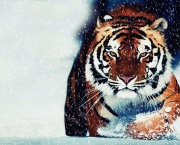 36524__siberian-tiger_p