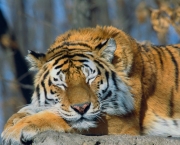 tigre-siberiano (1)