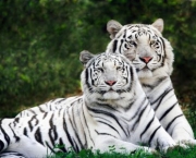 tigre-siberiano-casal