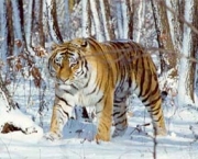tigre-siberiano3