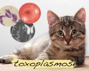 Toxoplasmose (1)