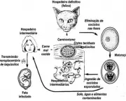 Toxoplasmose (3)