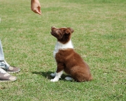 treinamento-para-cachorros (2)