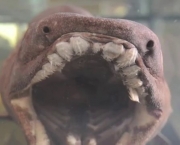 Tubarão-Cobra (Chlamydoselachus anguineus) (1)
