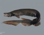 Tubarão-Cobra (Chlamydoselachus anguineus) (2)